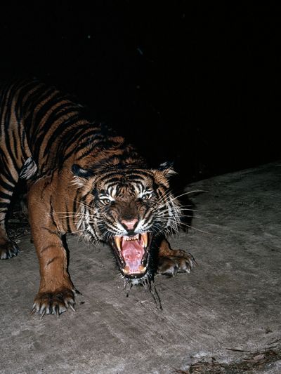 Roaring Tiger Photography Poster. poster