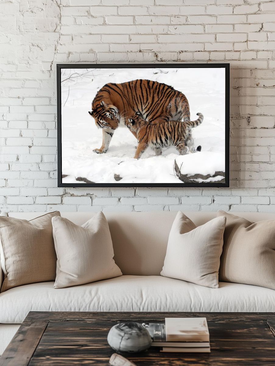 Tiger Family in Snow — Wildlife Photography Print room preview