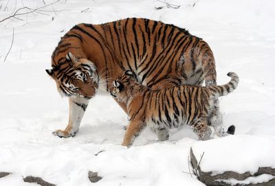 Tiger Family in Snow — Wildlife Photography Print. poster