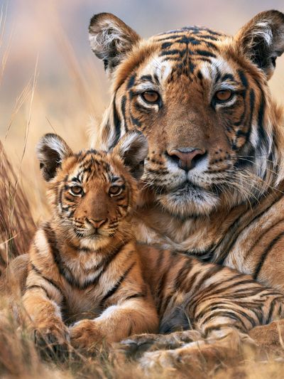 Tiger Mother and Cub Photography Poster. poster