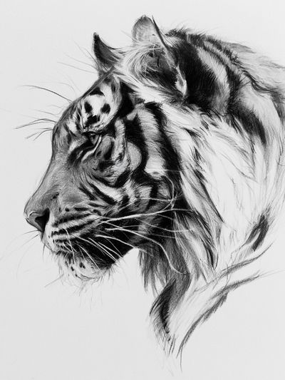 Tiger Profile Sketch Poster. poster