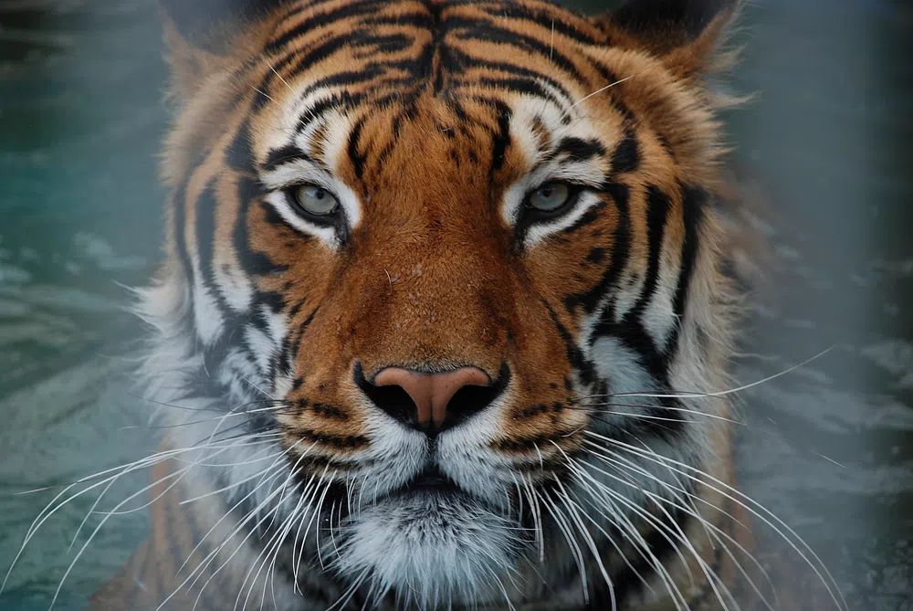 Majestic Tiger Portrait Poster. poster detail