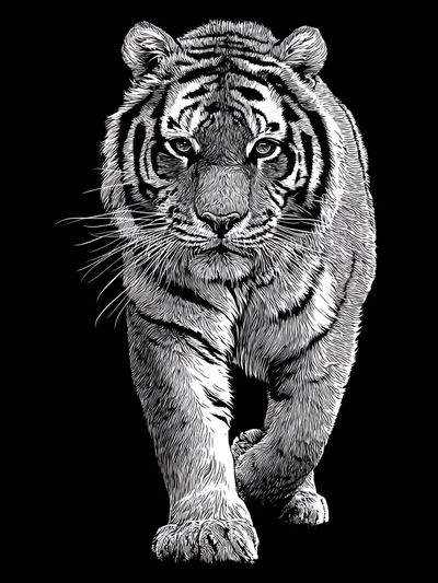 Tiger Portrait Black-White Print. poster