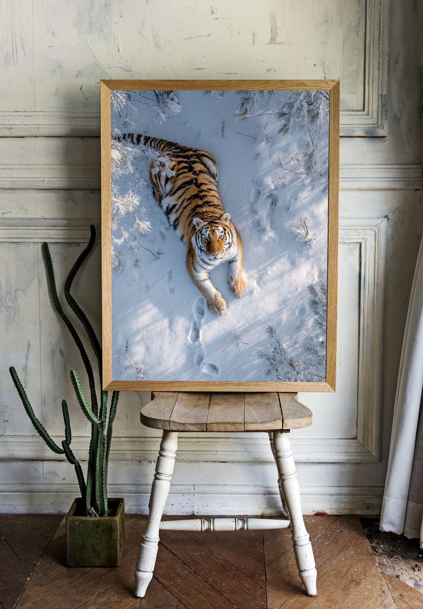 Tiger in Snow — Wildlife Photography Print. — room view 1