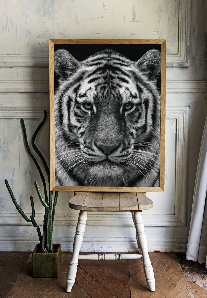 Tiger Portrait Photography Poster. — room view 1