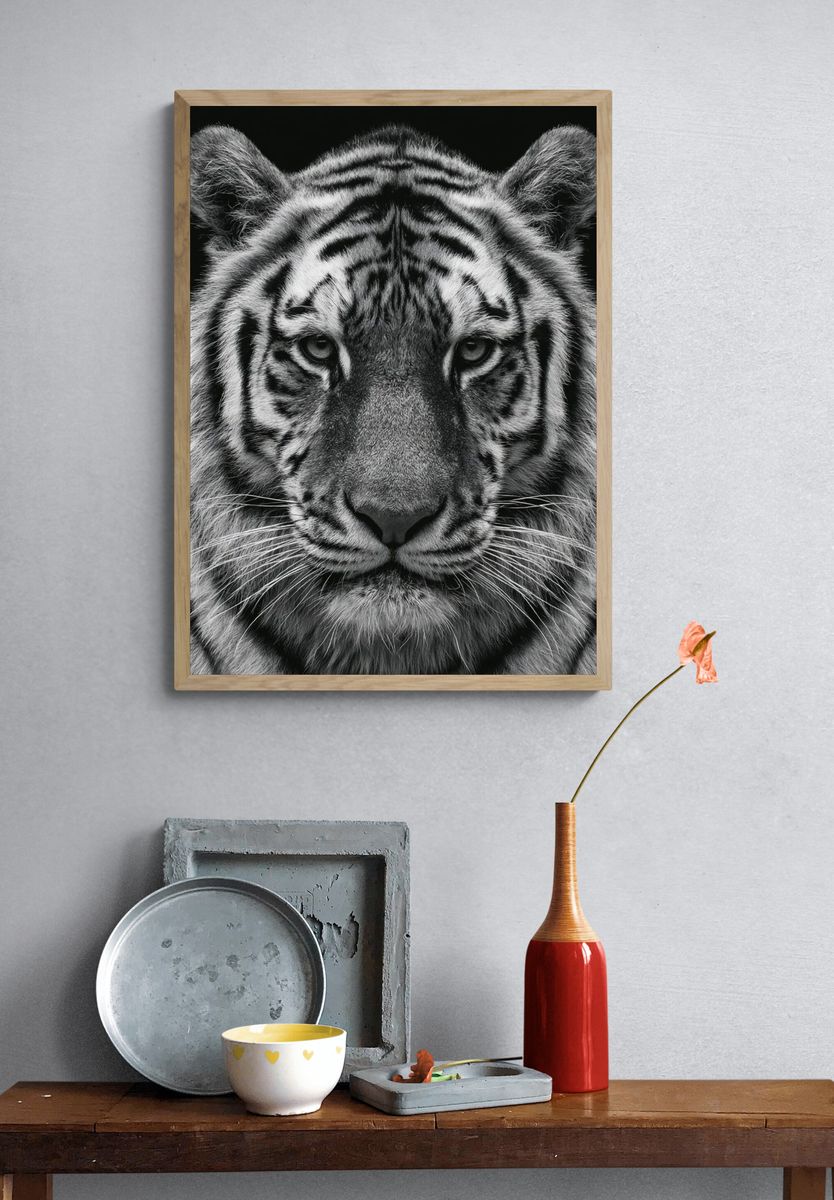 Tiger Portrait Photography Poster. — room view 3