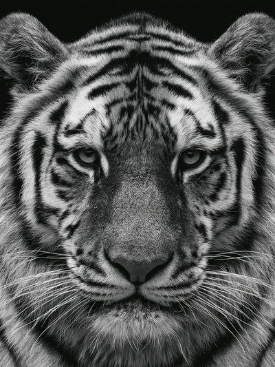 Tiger Portrait Photography Poster. poster