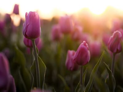 Blooming Tulips at Sunset
