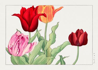 Tulip Bouquet