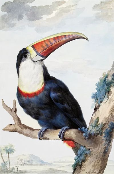Red-billed Toucan (1748) painting high. poster