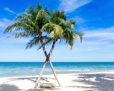 Sunny beach palm tree, blue. poster print