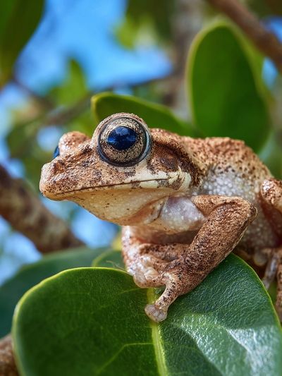 Tree Frog Close-Up Photography Poster. poster