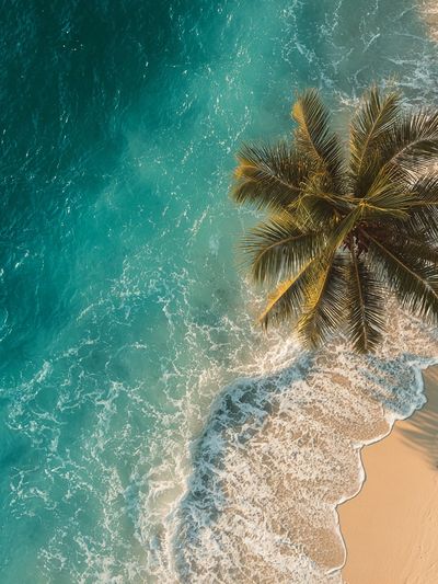 Tropical Shoreline Aerial Photography Poster. poster print