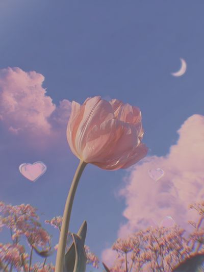 Dreamy Tulip Sky Poster. poster