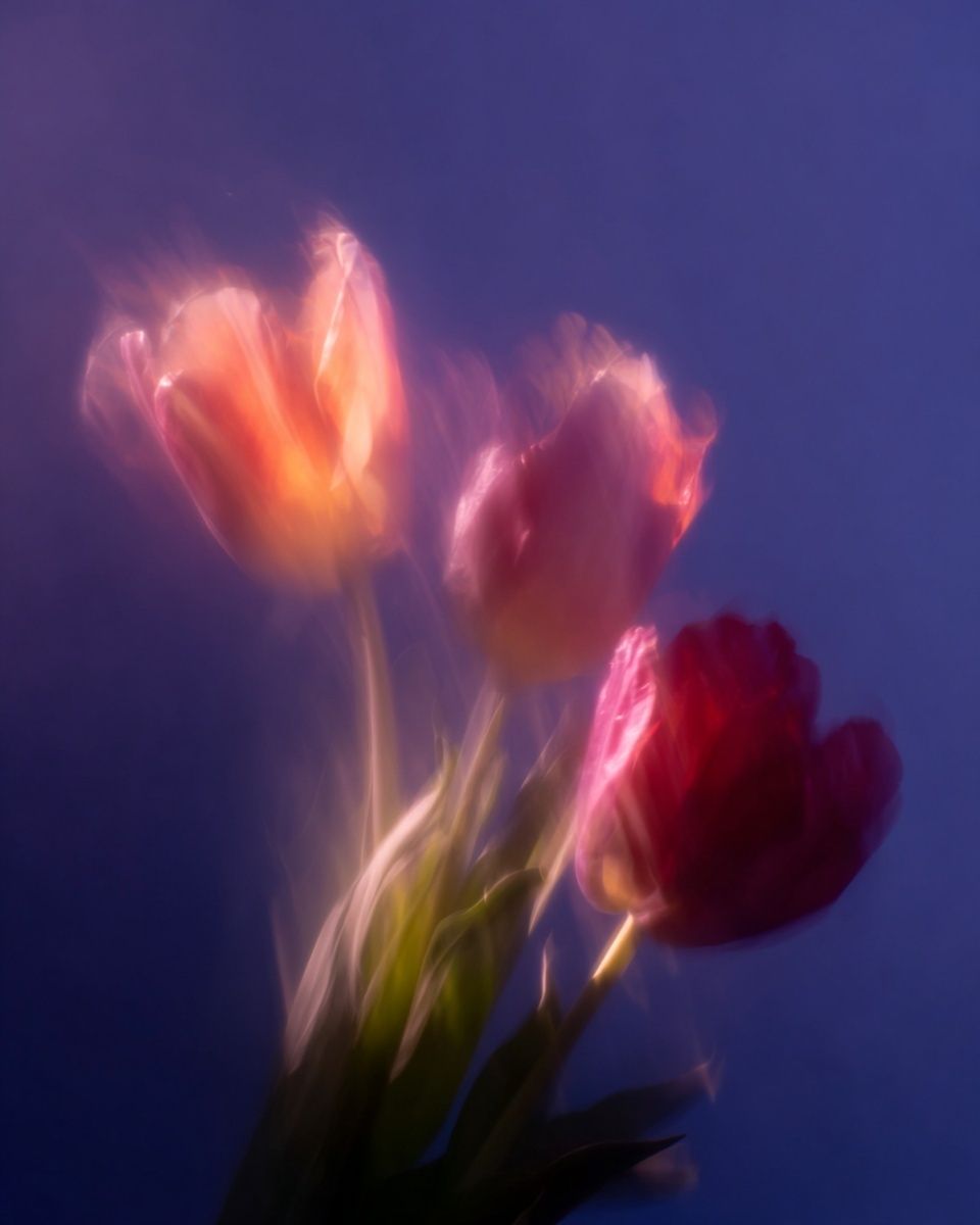 Dreamy Tulips Photography Poster. poster — photography art
