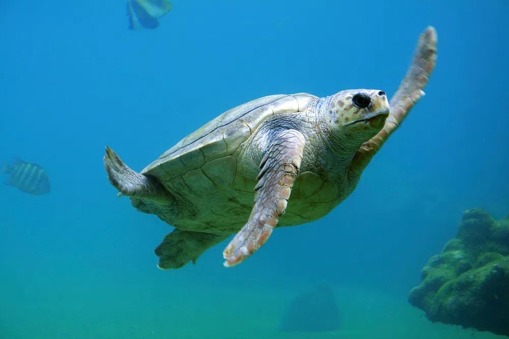 Sea Turtle Swimming — Nature Print. poster detail