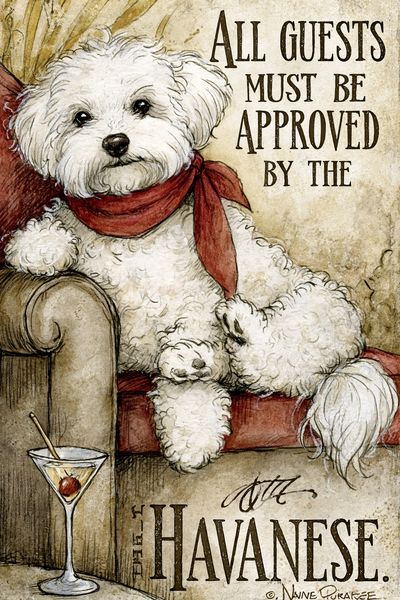 Havanese Dog Quote Typography Poster. poster print