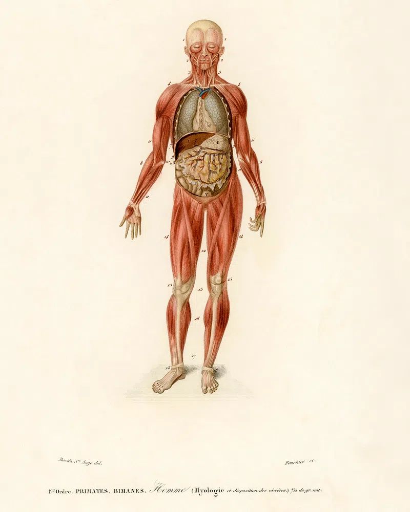 Myology disposition viscera illustrated Charles. poster detail