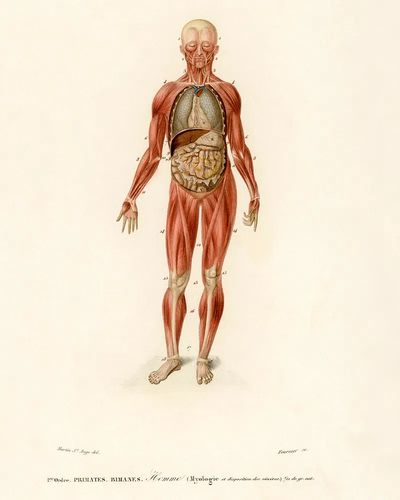 Myology disposition viscera illustrated Charles. poster