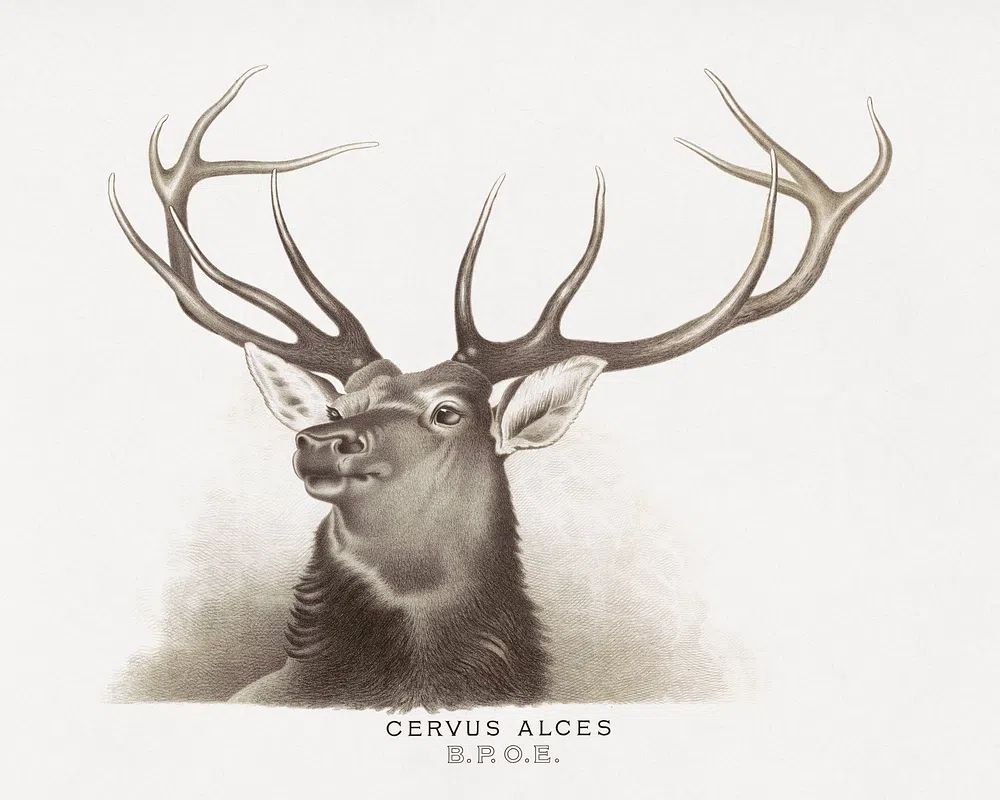 Cervus Alces Vintage Print. poster — vintage art