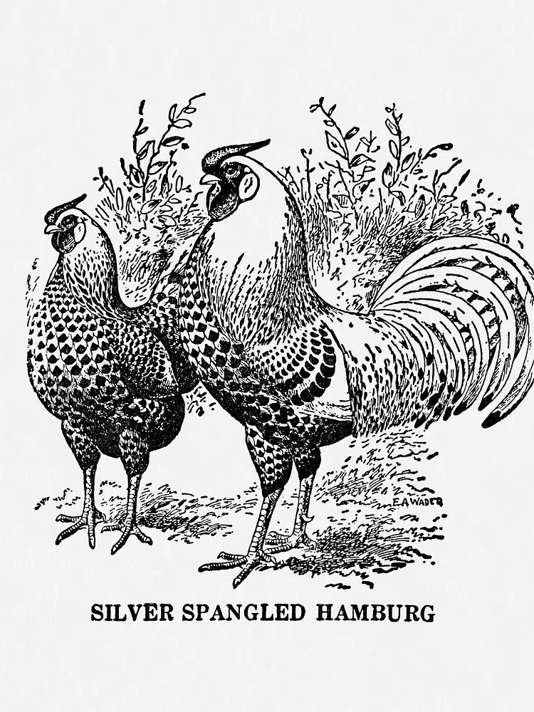 Silver Spangled Hamburg — Vintage Print. poster — vintage art