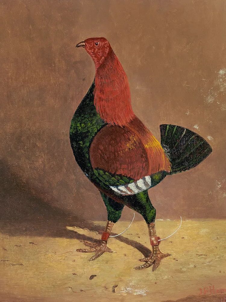 Colorful Rooster — Vintage Print. poster — vintage art