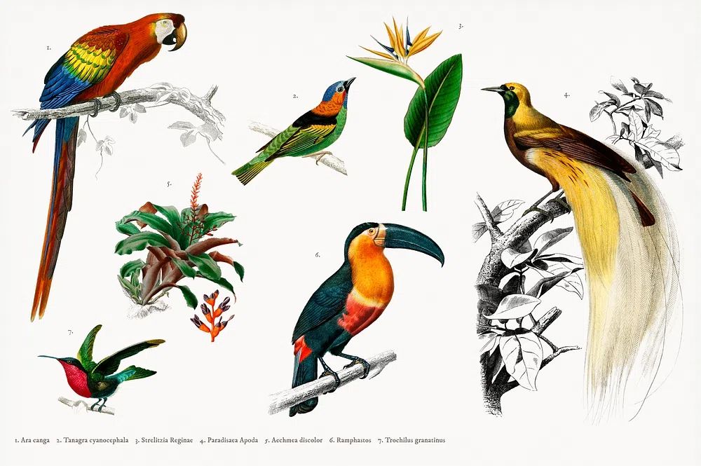 Tropical Birds and Flora — Vintage Print. poster detail