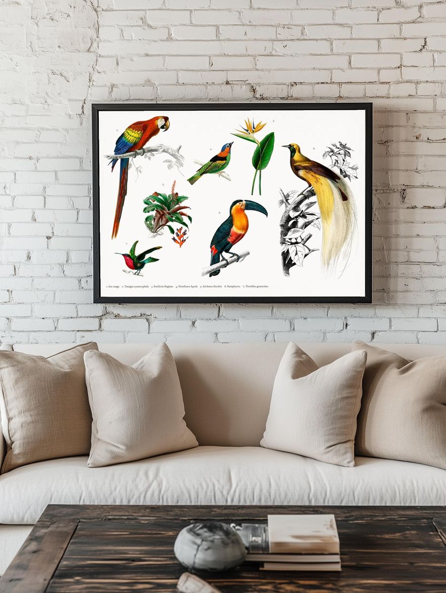 Tropical Birds and Flora — Vintage Print. — room view 1