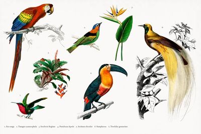 Tropical Birds and Flora — Vintage Print. poster print