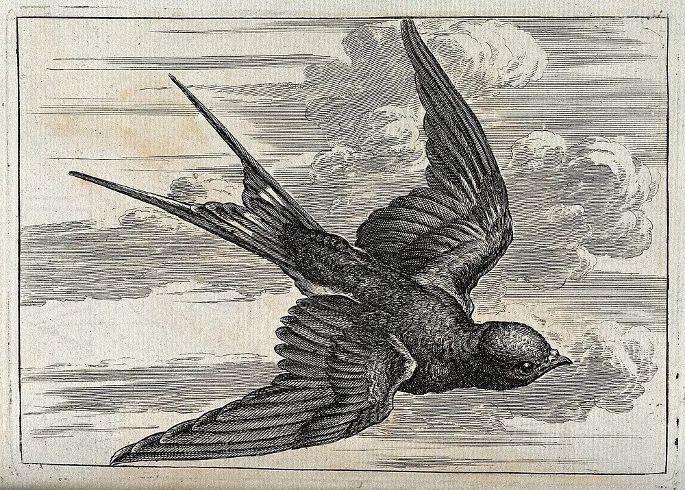 Flying Bird — Vintage Print. poster detail