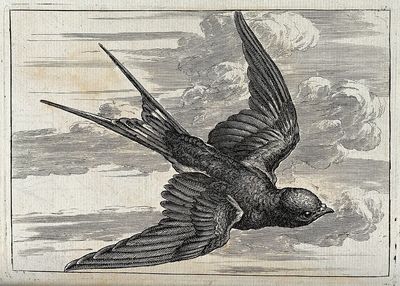 Flying Bird — Vintage Print. poster print