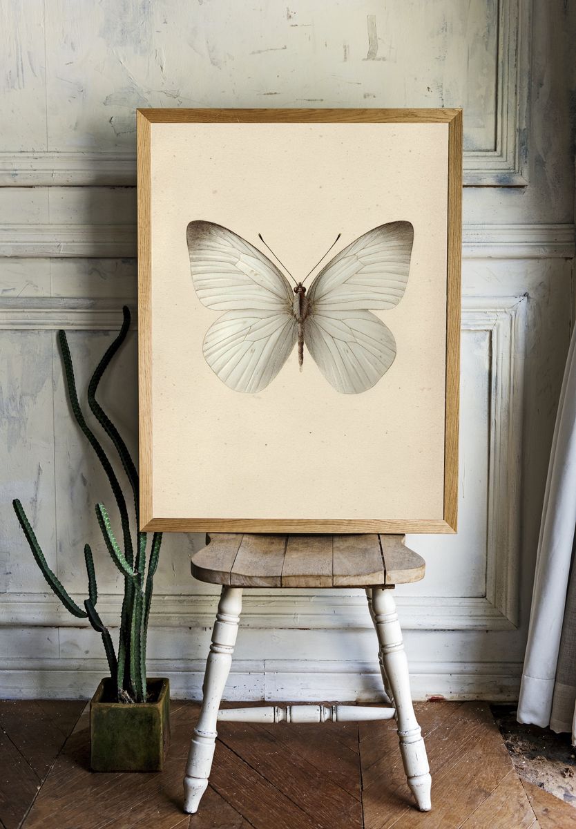 White Butterfly — Vintage Print room preview