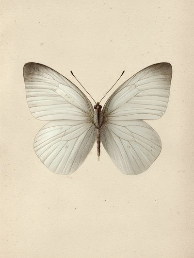 White Butterfly — Vintage Print. poster print