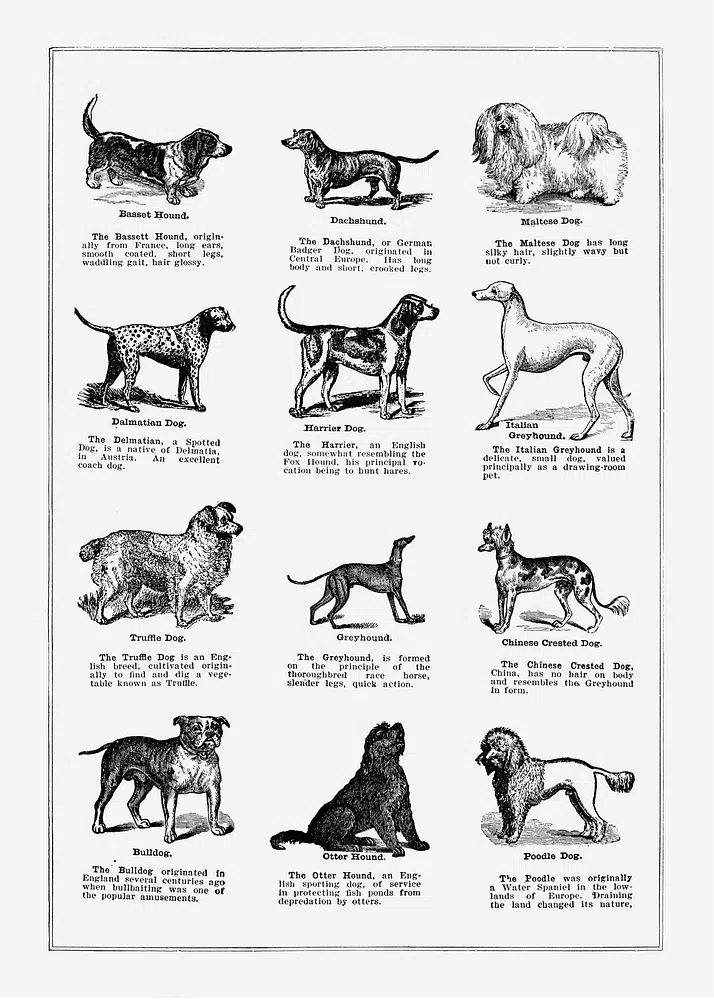 Dog breeds poster. poster — vintage art