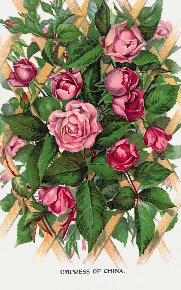 Empress of China Roses — Vintage Print. poster detail