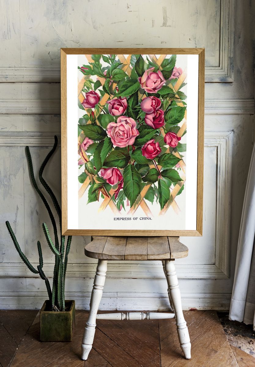 Empress of China Roses — Vintage Print room preview