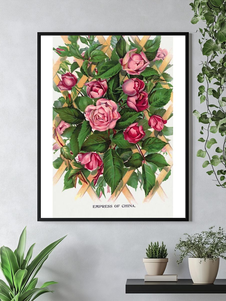 Empress of China Roses — Vintage Print. — room view 4