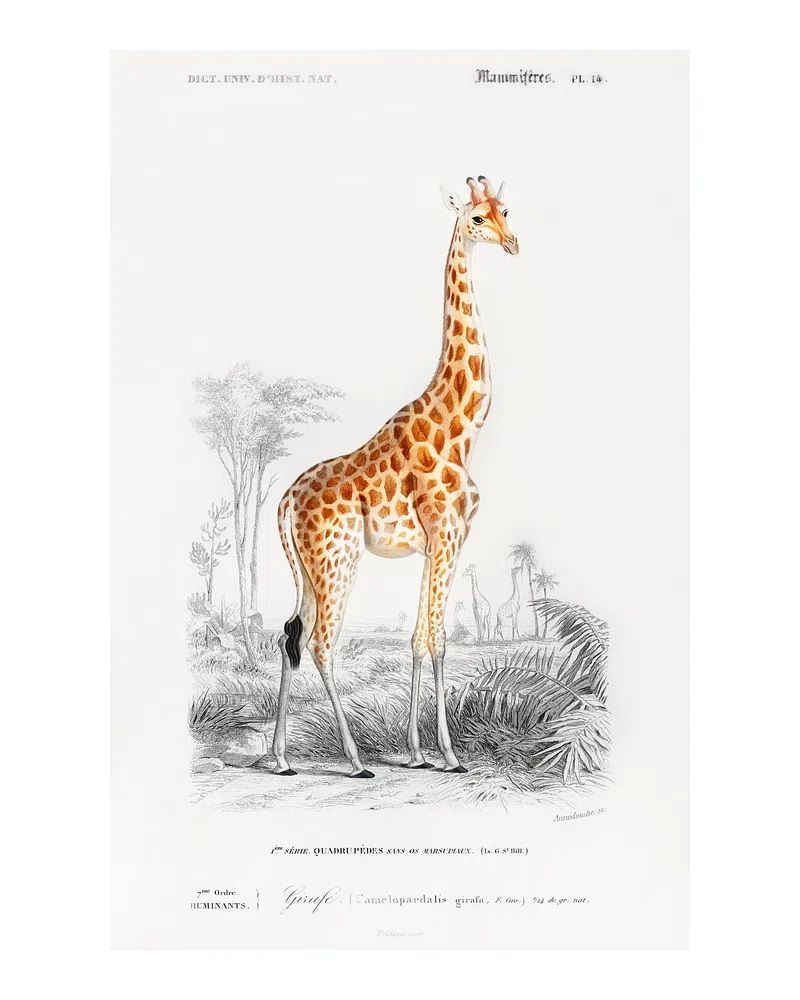 Vintage Giraffe Botanical Print. poster detail