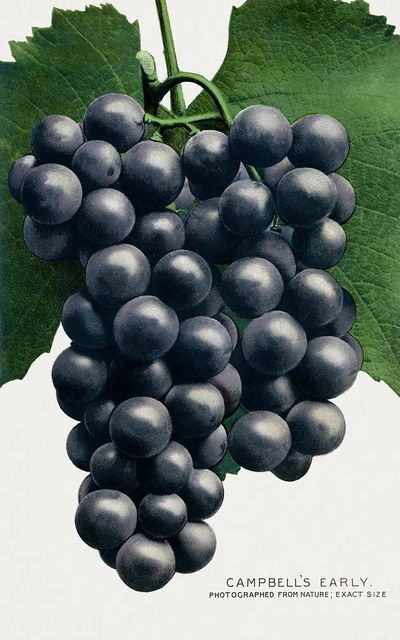 Campbell's Early Grapes — Vintage Print. poster print