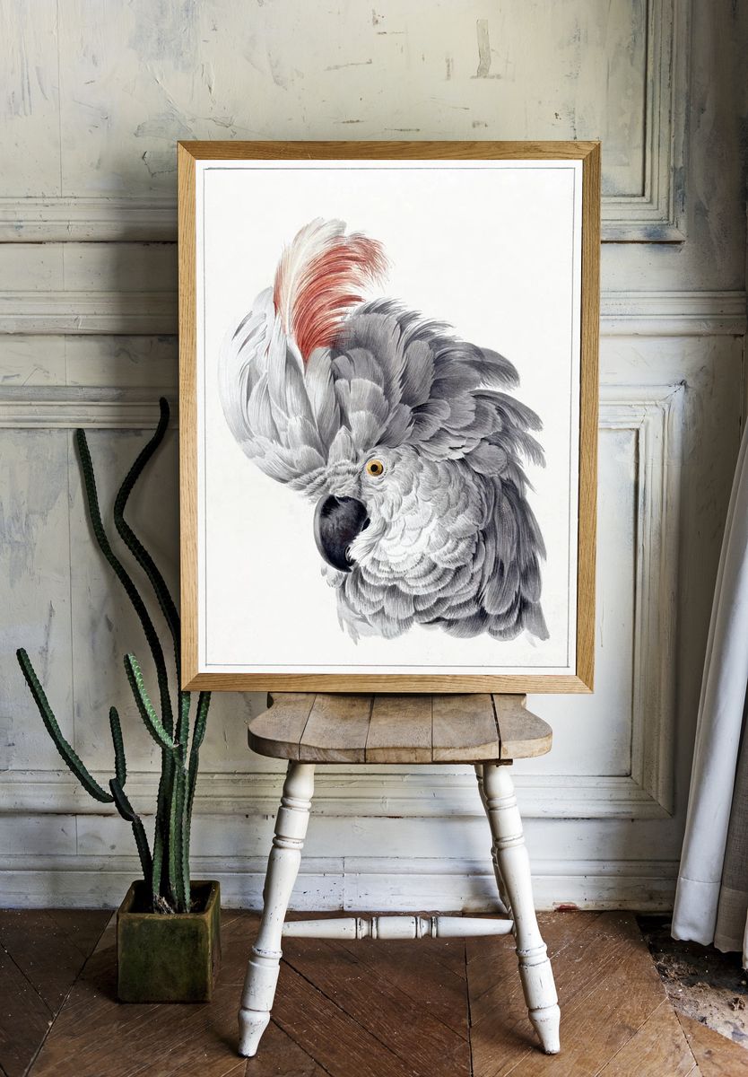Elegant Grey Parrot — Vintage Print room preview