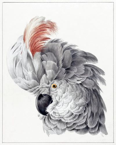 Elegant Grey Parrot — Vintage Print. poster