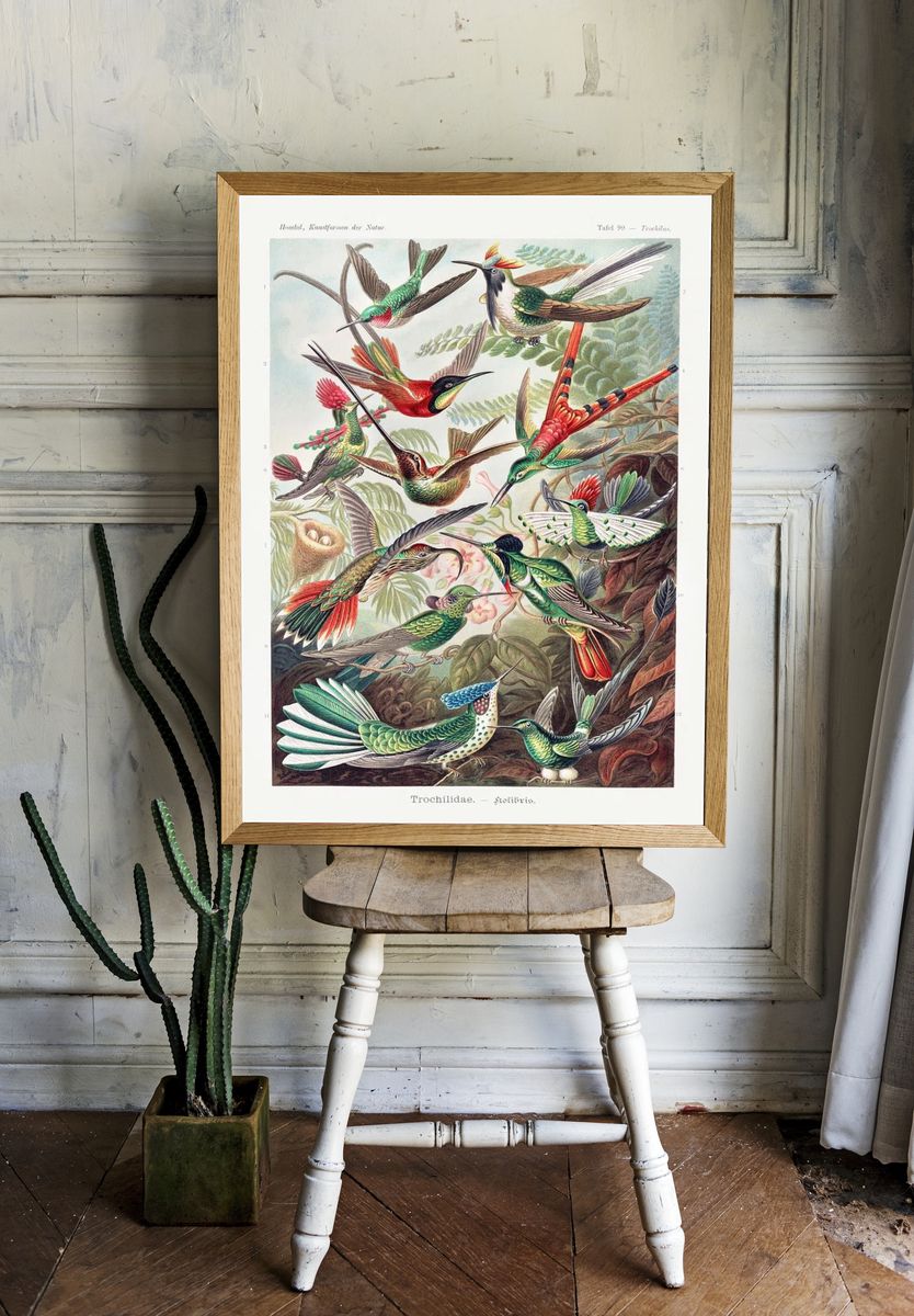 Colorful Hummingbirds — Vintage Print. — room view 1