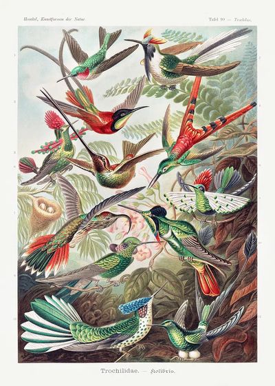 Colorful Hummingbirds — Vintage Print. poster