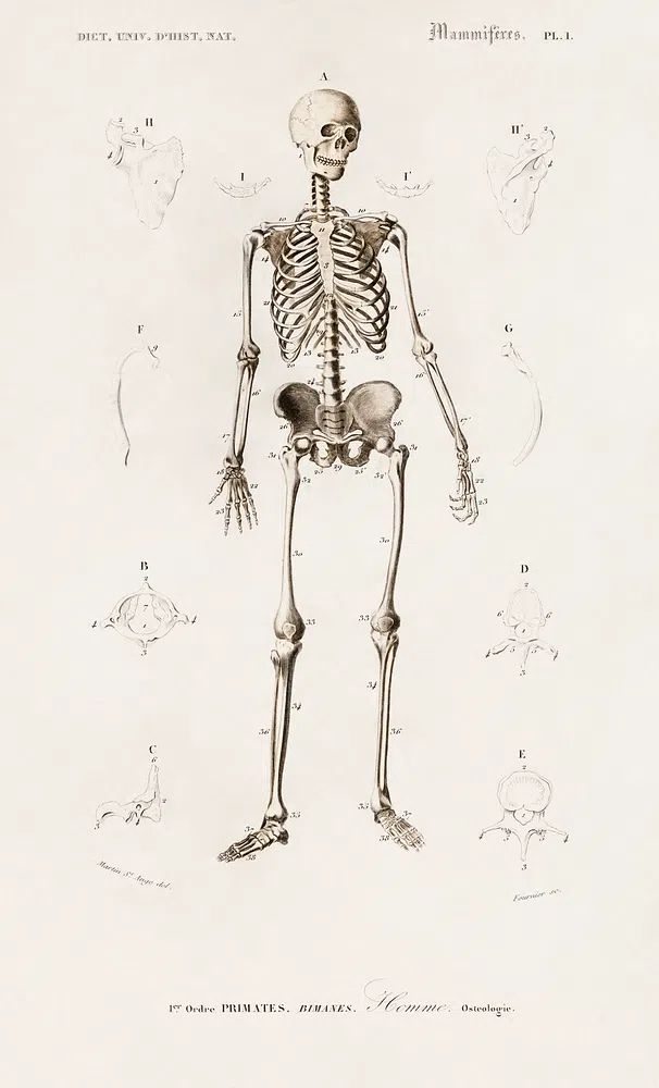 Human skeleton illustrated Charles Dessalines. poster detail
