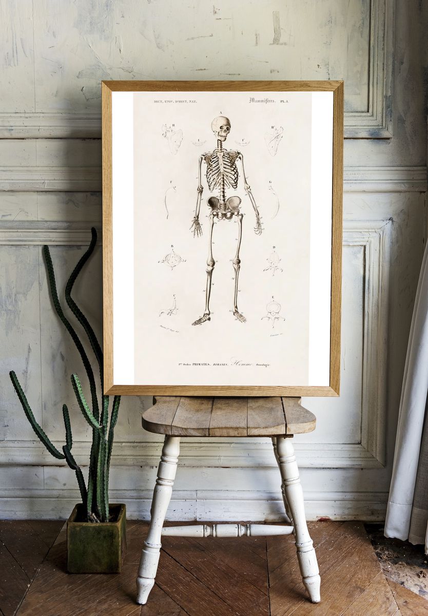 Human skeleton illustrated Charles Dessalines. — room view 1