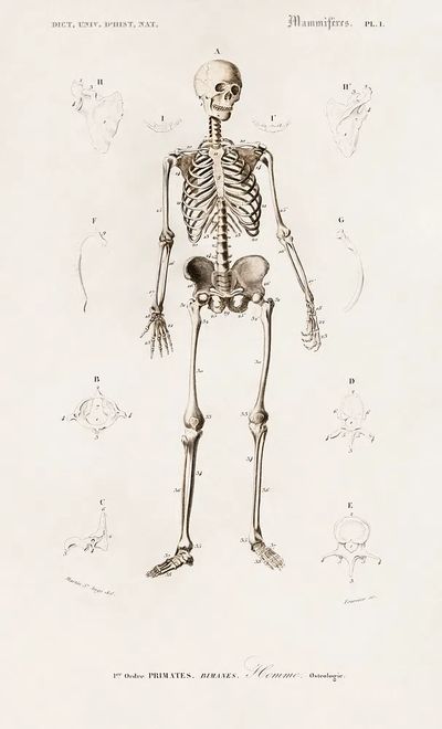 Human skeleton illustrated Charles Dessalines. poster