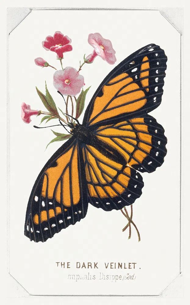 Dark Veinlet Butterflies Moths America. poster — vintage art