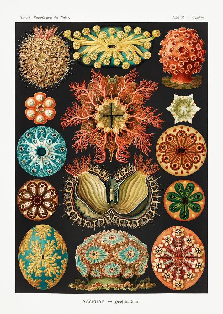 Ascidiae–Seescheiden Kunstformen der Natur (1904). poster detail