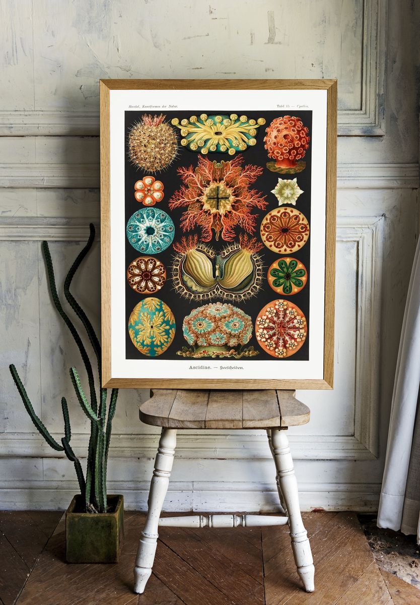 Ascidiae–Seescheiden Kunstformen der Natur (1904). — room view 1