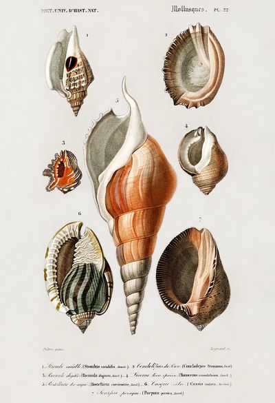 Different types mollusks illustrated Charles.